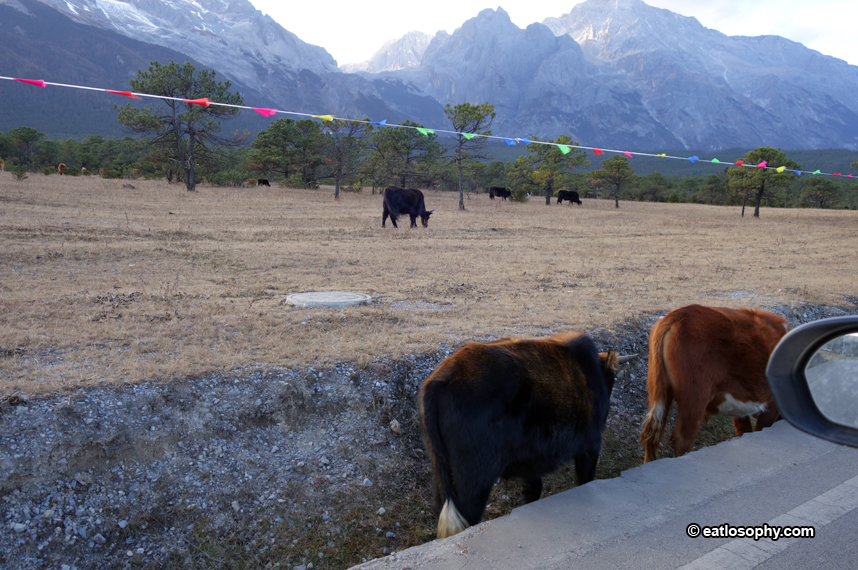blue mooon valley cattle