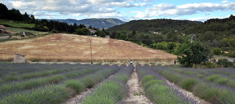 Lavender Dreams: A Provence Road Trip