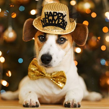 NEW YEAR’S EVE CELEBRATIONS